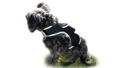 Pet Tracker Waterproof Mini Tracking System Realtime GPS Locator for Dogs Size:M